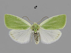 E. clorana