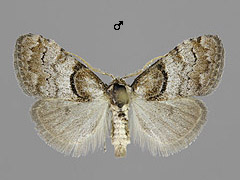 N. cucullatella