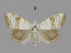 N. karelica