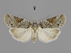 N. revayana