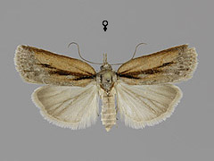 N. revayana