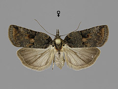 N. revayana