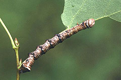 P. tremula