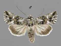 C. lunula