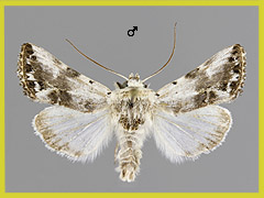 C. opalina