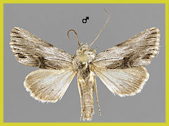C. platyptera