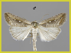 E. ustula