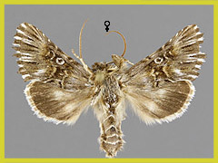 O. antirrhinii