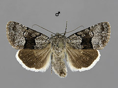 S. funebris