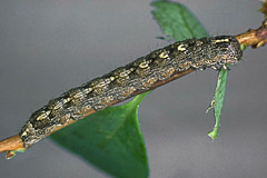 S. funebris