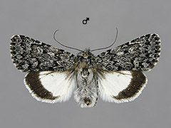 S. heliophila
