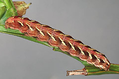 S. heliophila