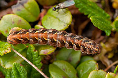 S. lapponica