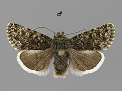 S. zetterstedtii