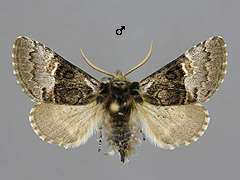 C. coryli