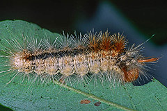 C. coryli