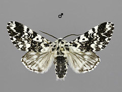 P. coenobita