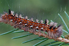 P. coenobita