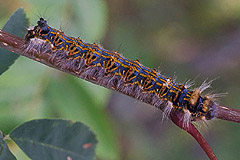 T. ludifica
