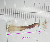 L. juvernica