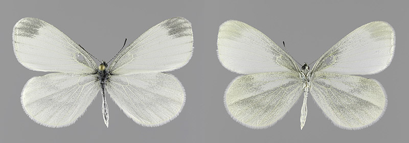 L. juvernica