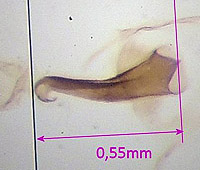 L. sinapis