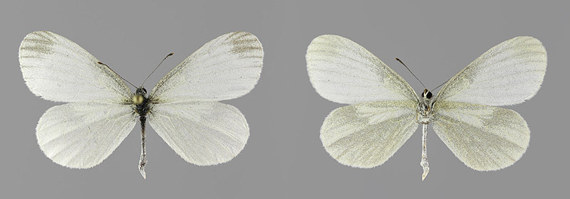 L. sinapis