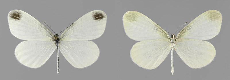 L. sinapis