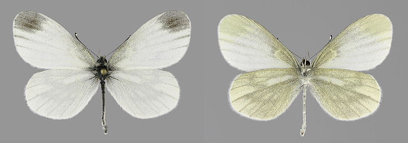 L. sinapis