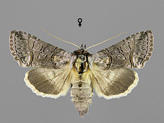 A. asclepiadis