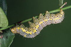 A. asclepiadis