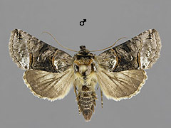 A. tripartita