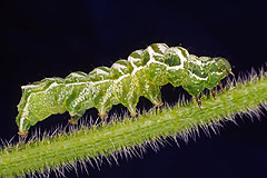 A. tripartita