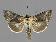 A. triplasia