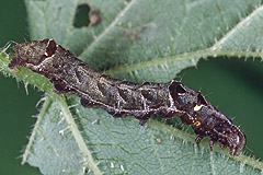 A. triplasia
