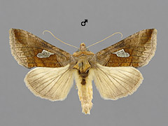 A. bractea