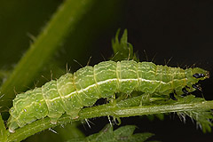 A. bractea
