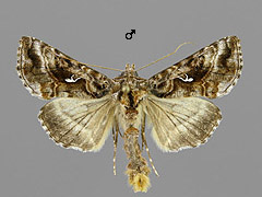 A. buraetica