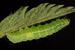 A. excelsa