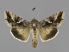 A. gamma