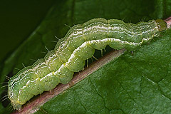 A. gamma