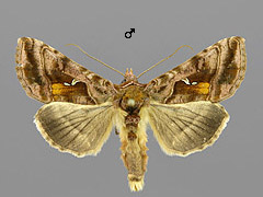 A. jota