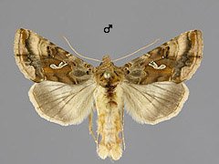 A. macrogamma