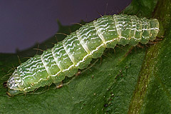 A. macrogamma