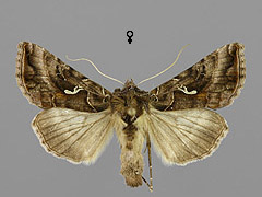 A. mandarina