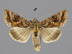 A. pulchrina