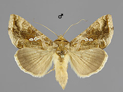 C. chalcites
