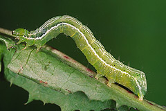 C. chalcites