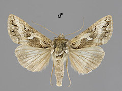 C. circumflexa