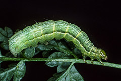 C. circumflexa